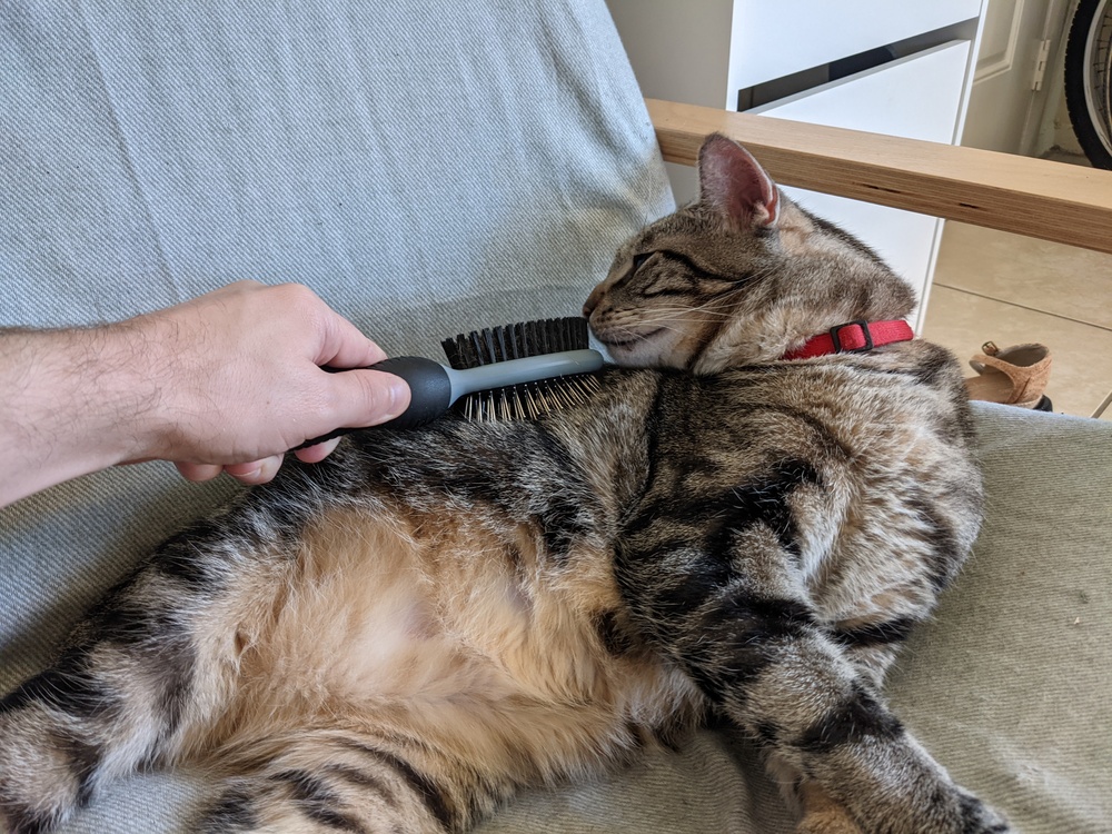 How To Stop Cat Shedding Once And For, How To Get A Fur Coat Stop Shedding