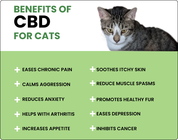 benefits-of-cbd-for-cats-infographic